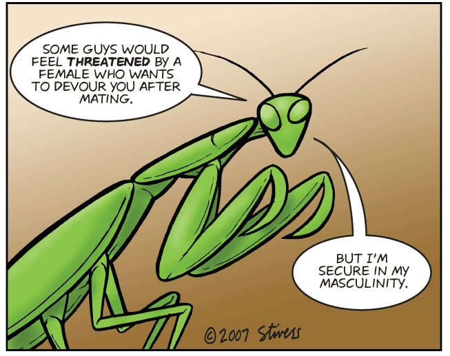 Praying Mantis